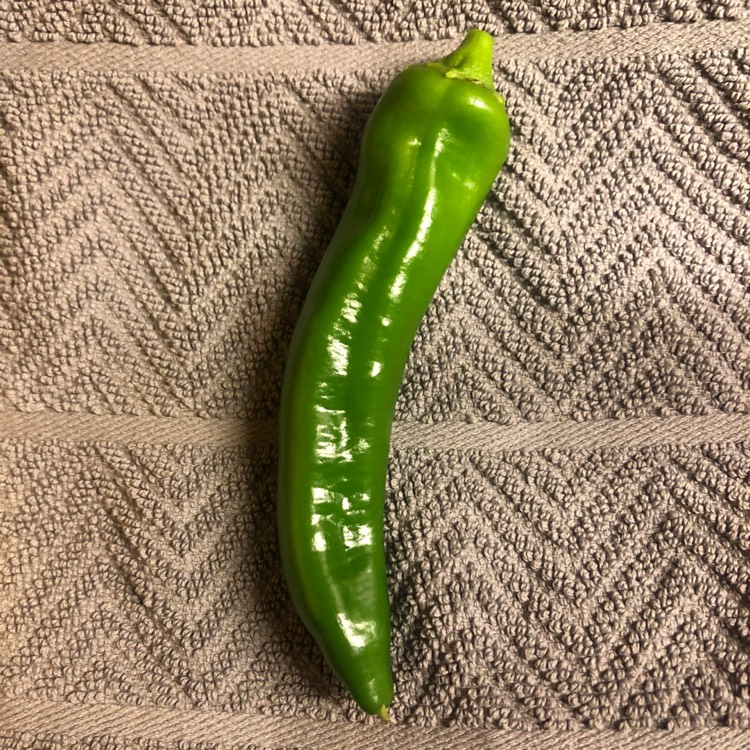 Plant image Capsicum annuum 'Anaheim'