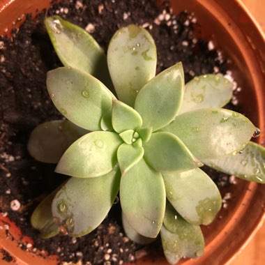 Graptopetalum Paraguayense subsp. Paraguayense