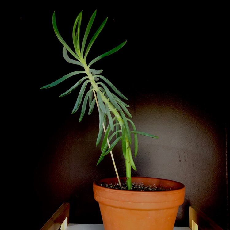 Plant image Senecio mandraliscae