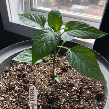 Sweet Pepper 'Orange Bell'