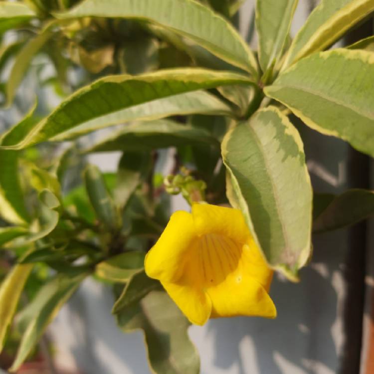 plant image 1581385