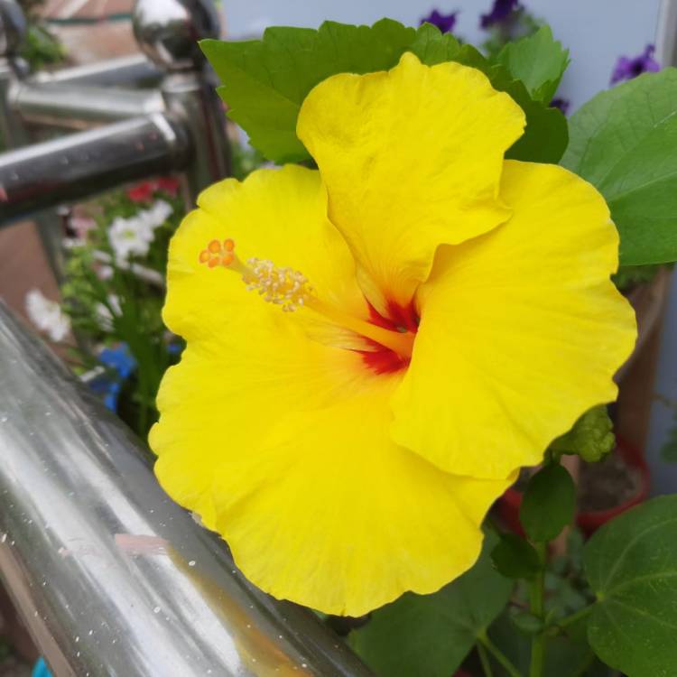 Plant image Hibiscus rosa-sinensis 'Athenacus'