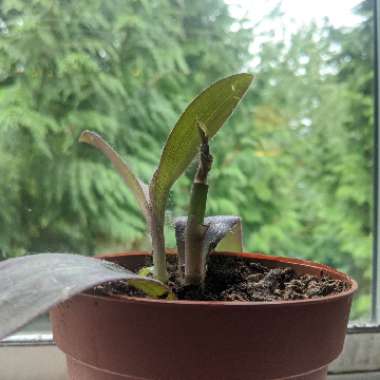 Tradescantia 'Outdoor plants'