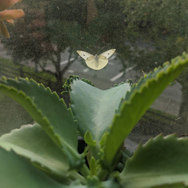 Plant image Kalanchoe laetivirens