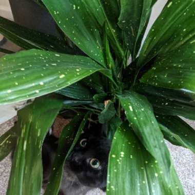 Aspidistra elatior