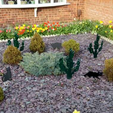 David's garden