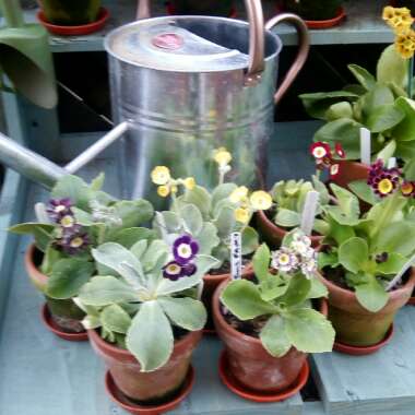 David's garden