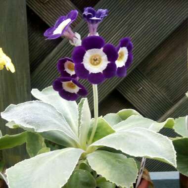 David's garden