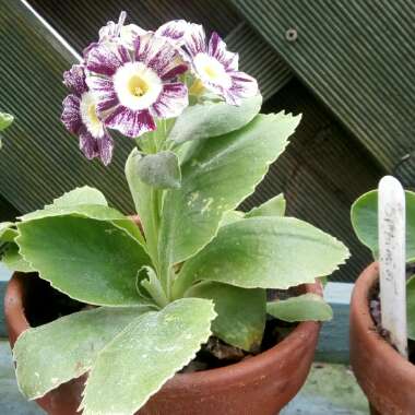 David's garden