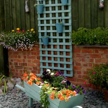 David's garden