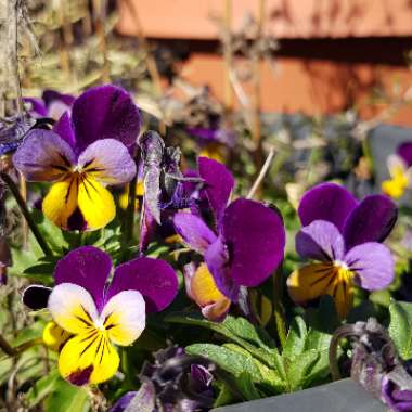 Viola tricolor