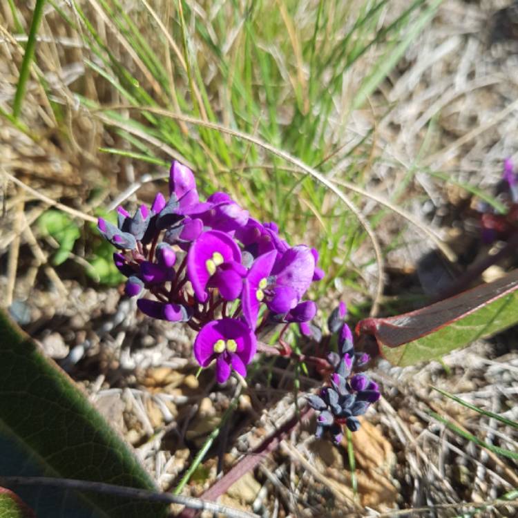 plant image 1156759