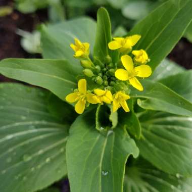 Brassica Rapa var Chinensis