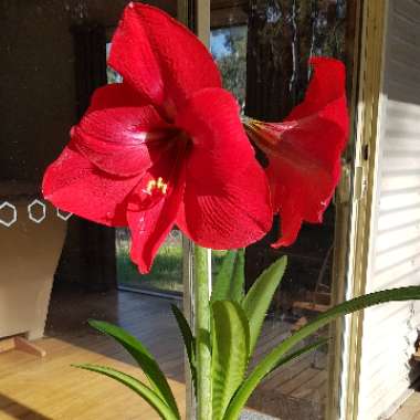 Hippeastrum
