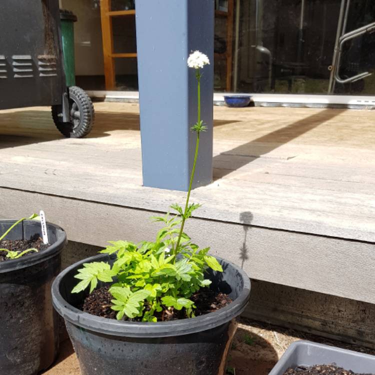Plant image Valeriana officinalis