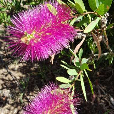 Callistemon