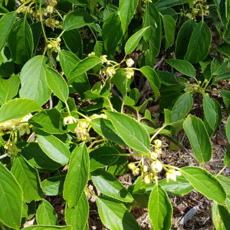 Plant image Actinidia arguta 'Issai'
