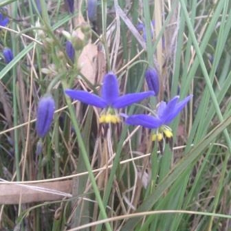 Plant image Dianella