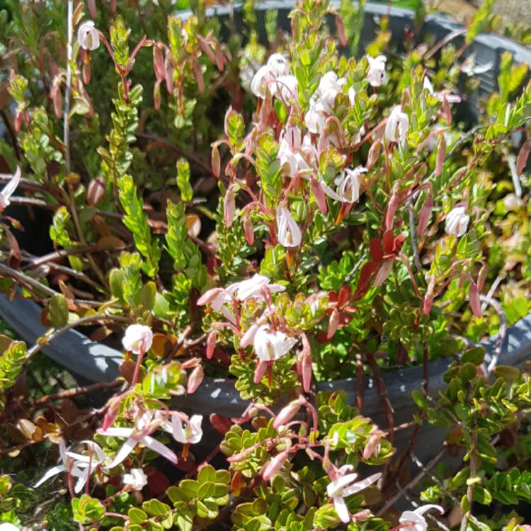 Plant image Vaccinium macrocarpon 'Early Black'