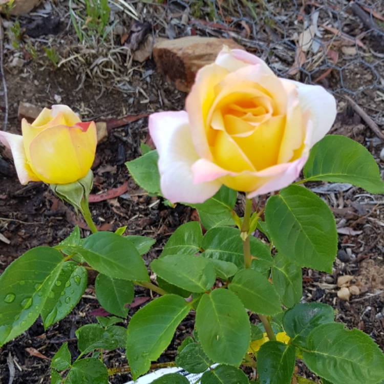 plant image 585309