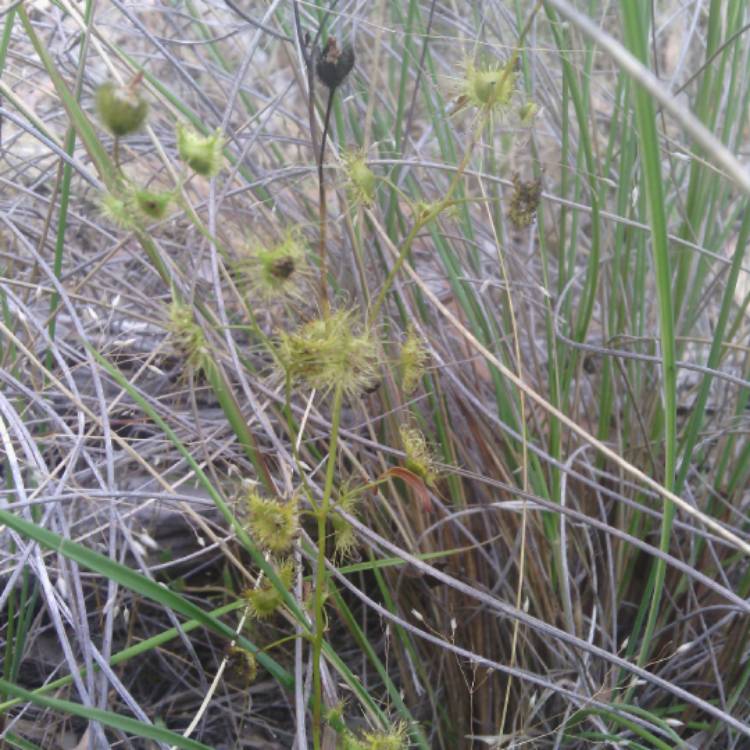 plant image 587114