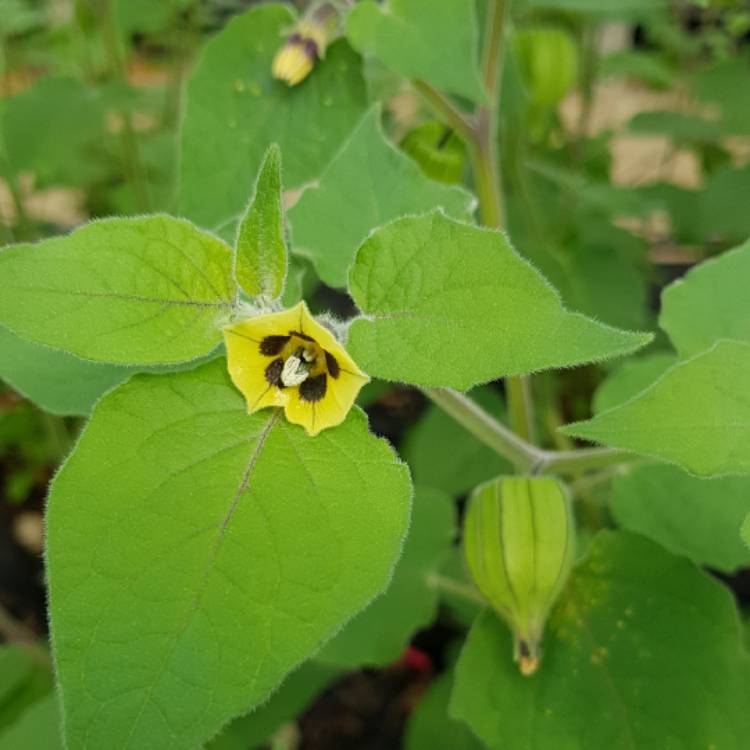 Plant image Physalis peruviana