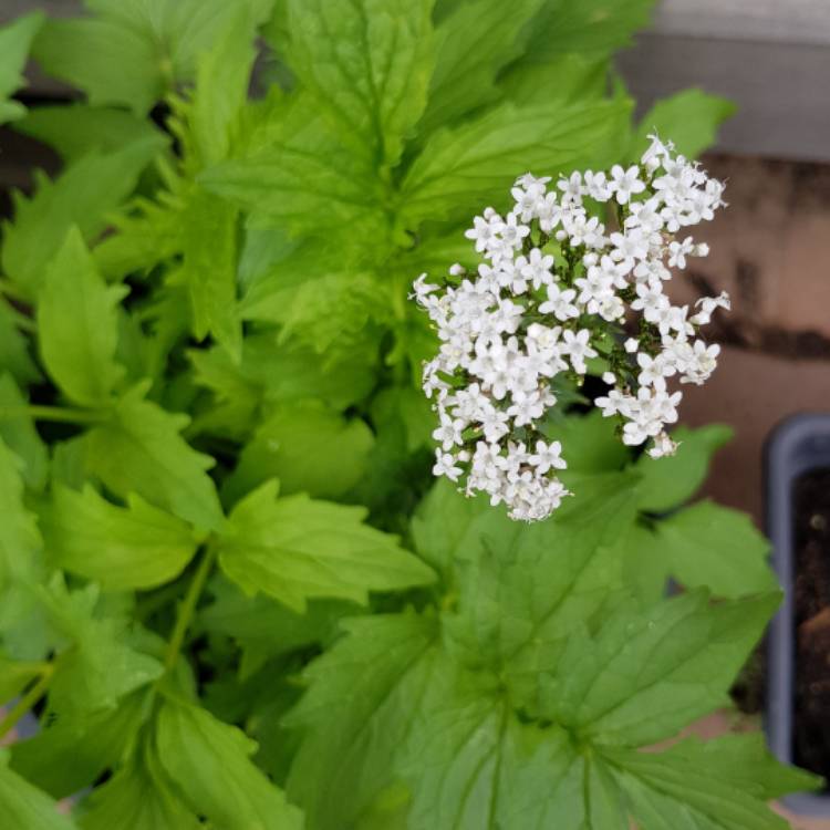 plant image 587476