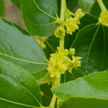Ziziphus jujuba syn. Ziziphus mauritiana