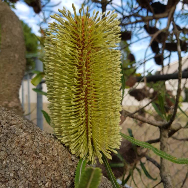 plant image 611631