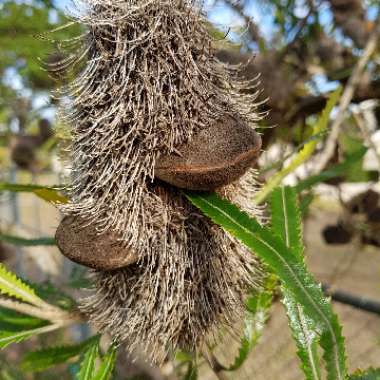 Banksia serrata