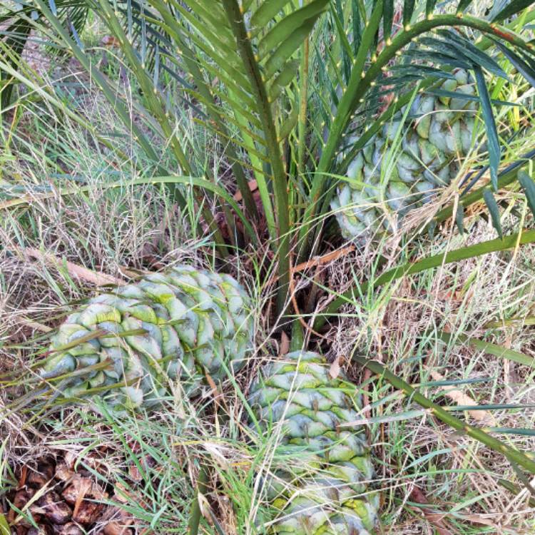Plant image Encephalartos altensteinii