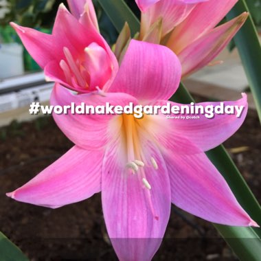 Amaryllis belladonna