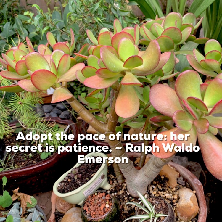 Plant image Crassula ovata 'Convoluta'