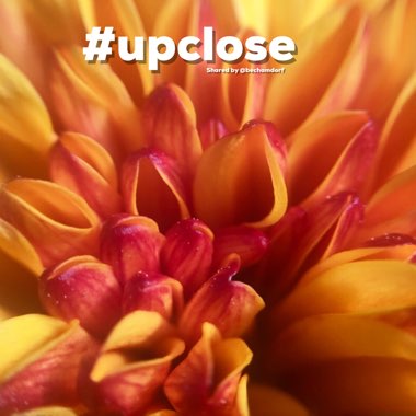 Chrysanthemum