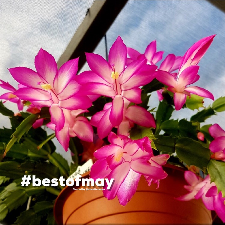 Plant image Schlumbergera Sterling