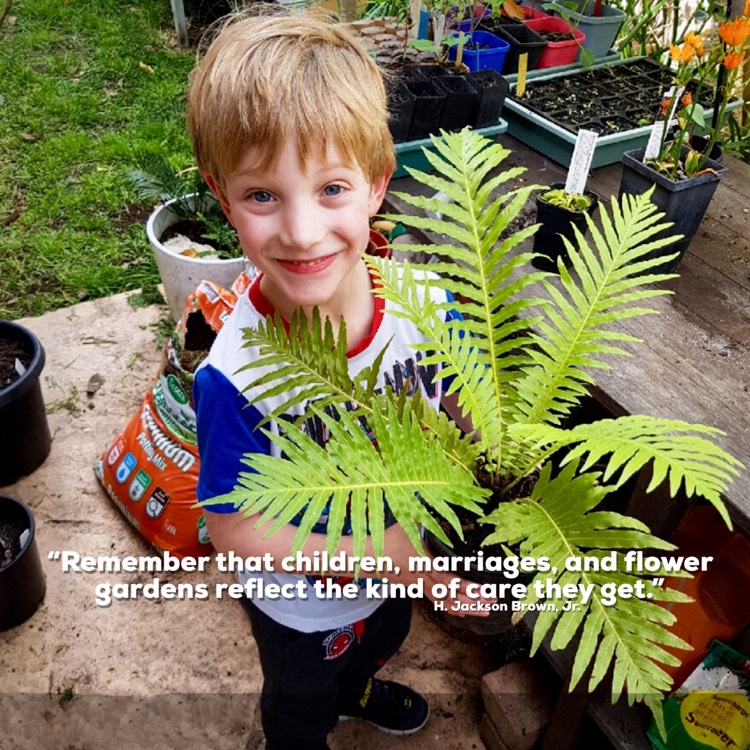 Plant image Blechnum Gibbum 'Silver Lady'