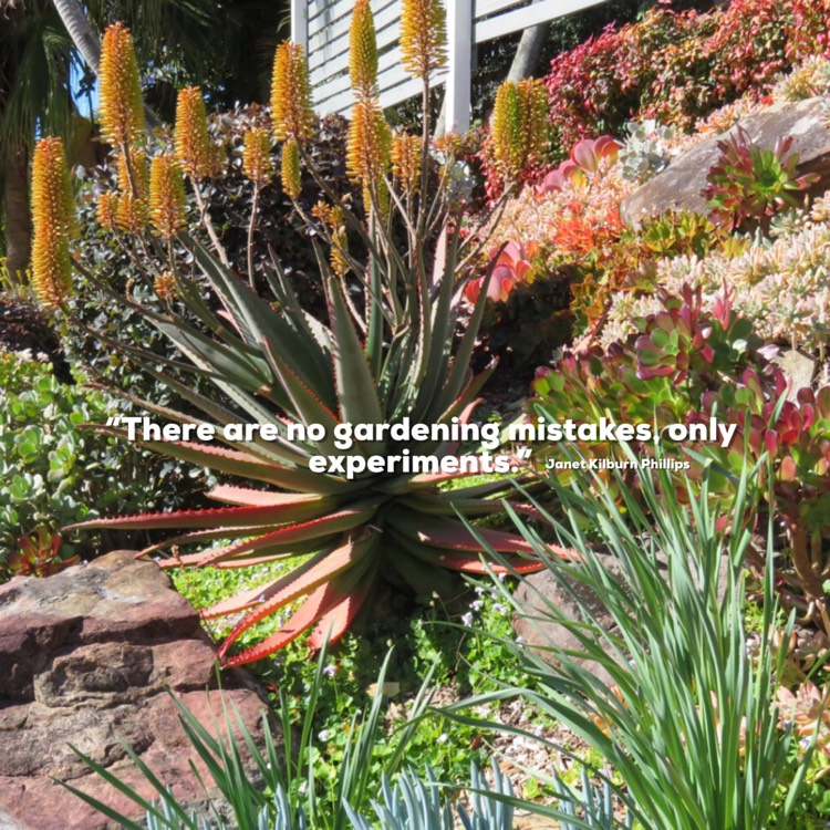 Plant image Aloe