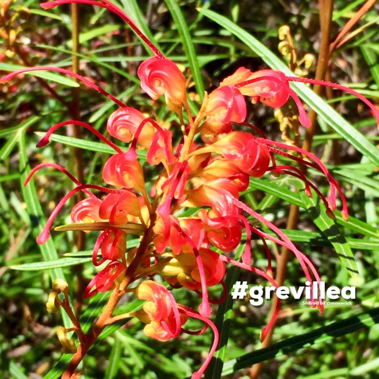 plant image 1119633