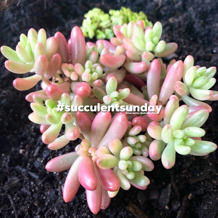 Plant image Sedum Rubrotinctum 'Aurora'