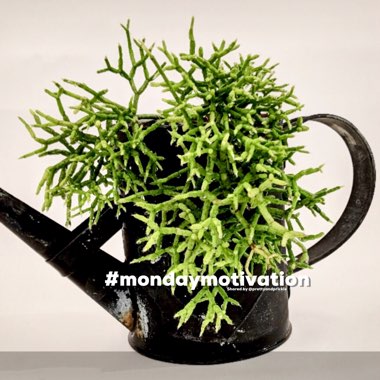 Rhipsalis heteroclada syn.Rhipsalis teres var. heteroclada