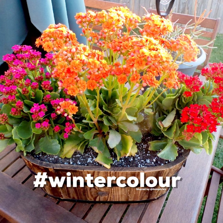 Plant image Kalanchoe Blossfeldiana