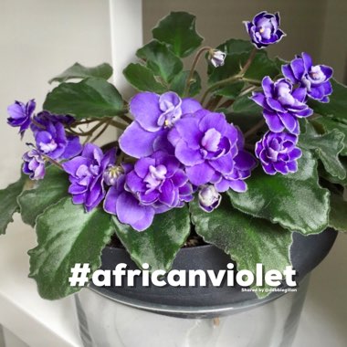 Streptocarpus sect. Saintpaulia  syn. Saintpaulia