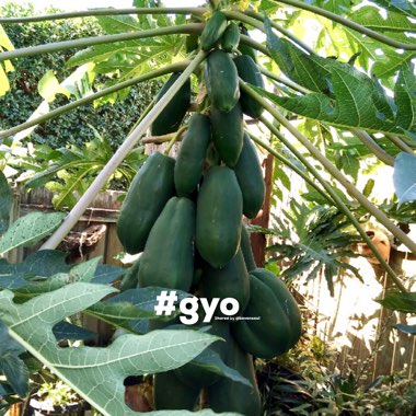 Carica papaya