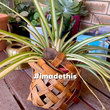 Chlorophytum