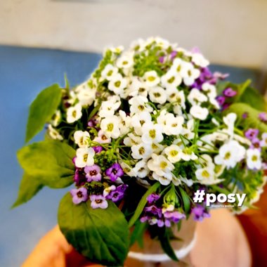 Lobularia maritima  syn. Alyssum maritimum