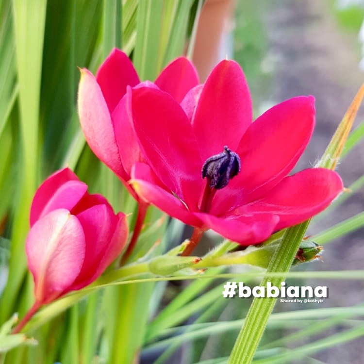 Plant image Babiana villosa