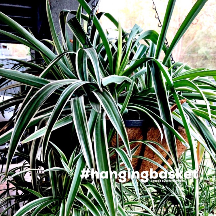 plant image 1188785