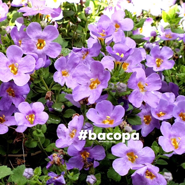 Plant image Sutera Cordata 'Abunda Colossal Blue syn. 'Bacopa 'Abunda Colossal Blue'