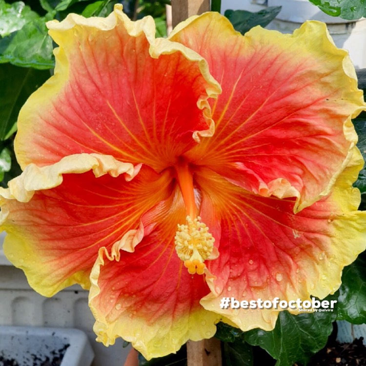 Plant image Hibiscus rosa-sinensis 'Bali Sunset'