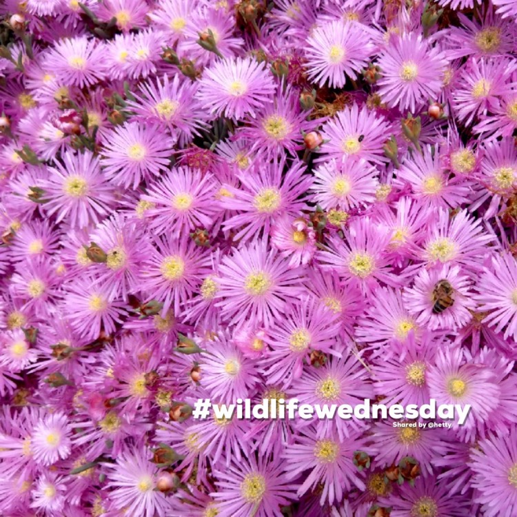 Plant image Dorotheanthus bellidiformis syn. Cleretum bellidiforme, Mesembryanthemum bellidiformis, Mesembryanthemum criniflorum, Cleretum cuneifolium, Cleretum limpidum